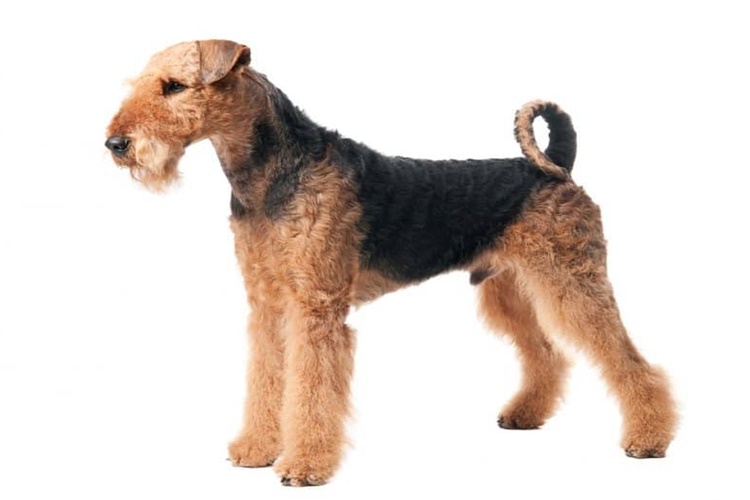 Airedale Terrier Köpek Irkı Nasıl Çiftleştirilir?