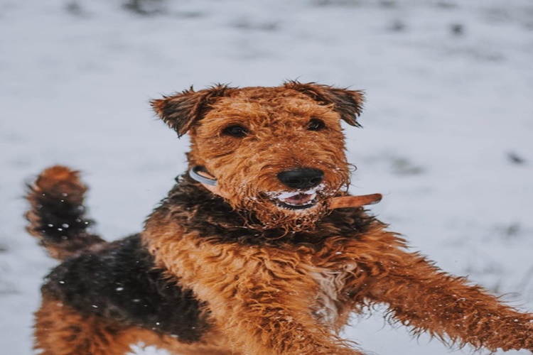 Airedale Terrier Köpek İsimleri Nelerdir?