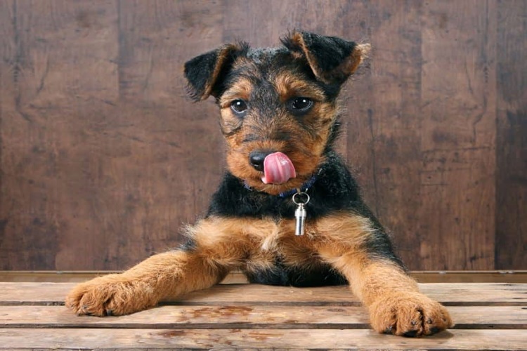 Airedale Terrier Köpek Isırığı Zarar Verir Mi?