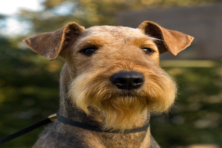 Airedale Terrier Köpek Nasıl Beslenir?