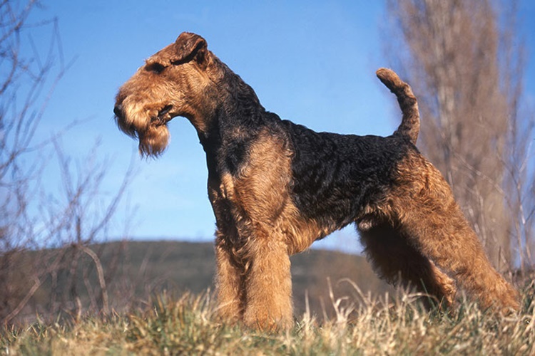 Airedale Terrier Köpek Özellikleri Nelerdir?