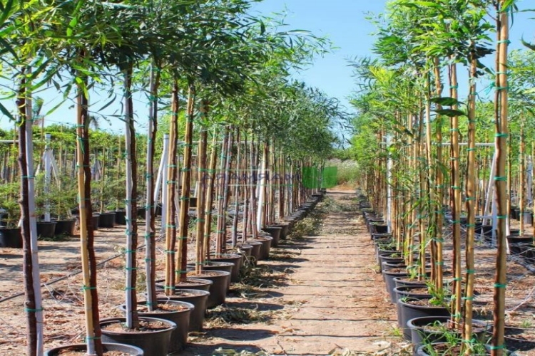 Akasya Bonsai Tohumu Nasıl Ekilir?