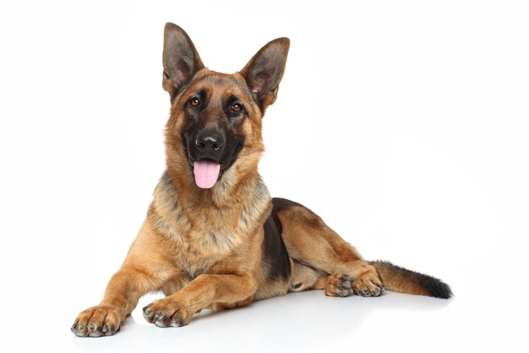 Akbaş Çoban Köpeği Hakkında Merak Edilen Tüm Bilgiler