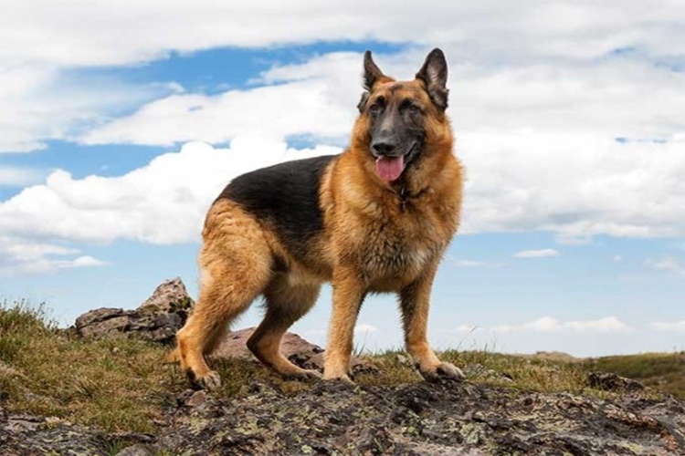 Akbaş Çoban Köpeğinin Bakımı Nasıl Yapılır?