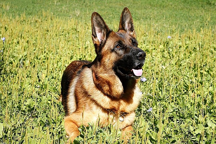 Akbaş Çoban Köpek Hangi Yöreye Ait Bir Irktır?