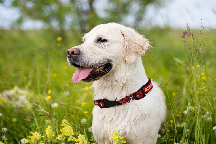 Akbaş Köpek Fiyatı 2023 Ne Kadar?