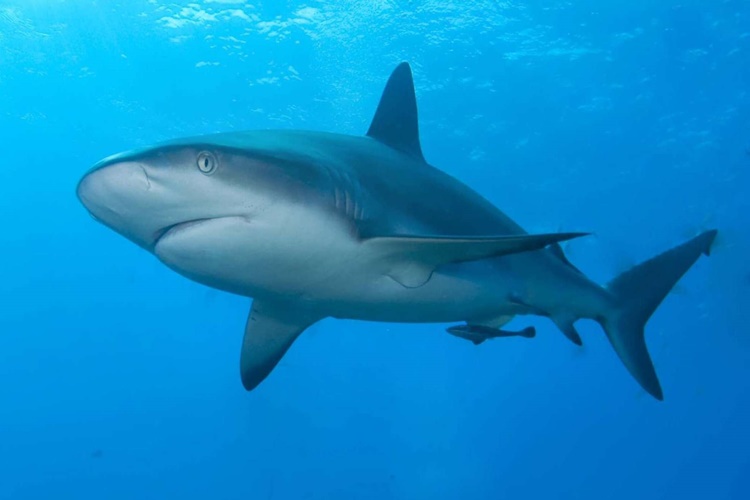 Akdeniz’de Köpek Balığı Var Mı?