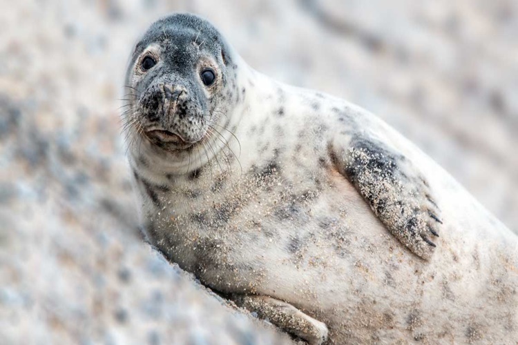 Akdeniz Foku İnsanlara Zarar Verir Mi?