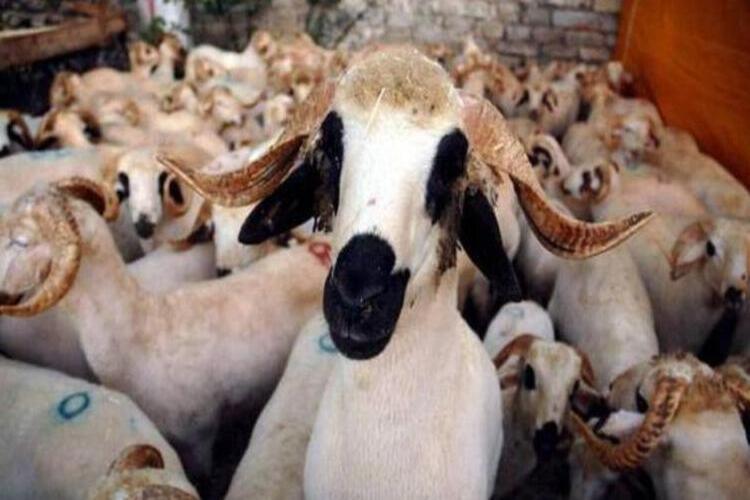 Akika Kurbanı Adak Olur Mu?