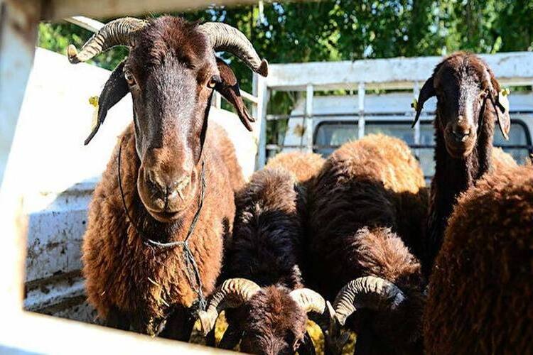 Akika Kurbanı Kanı Çocuğa Sürülür Mü?