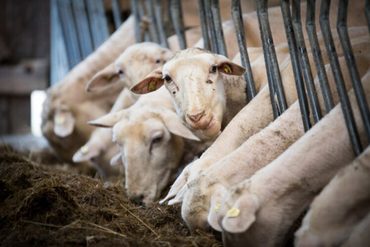 Akika Kurbanı Nedir?