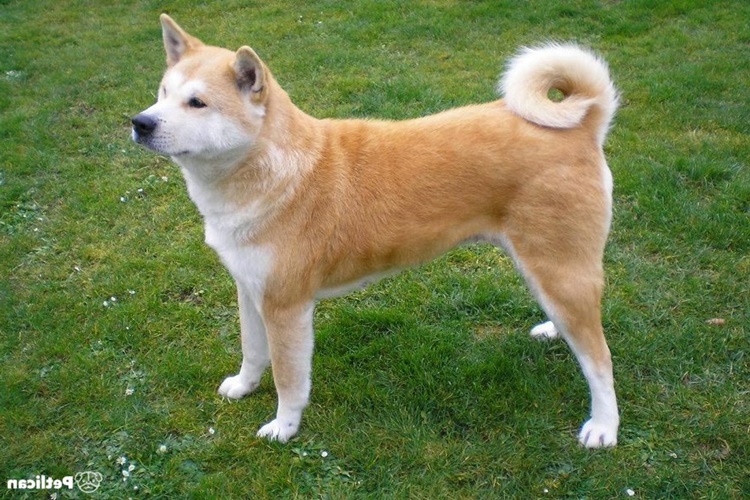 Akita Köpek Bakımı Nasıl Olmalı?