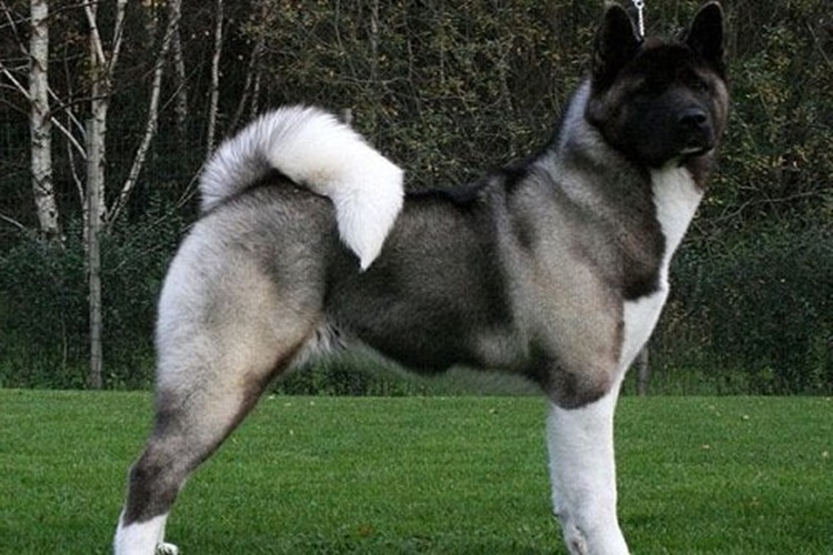Akita Köpek Fiyat Aralığı Nedir?