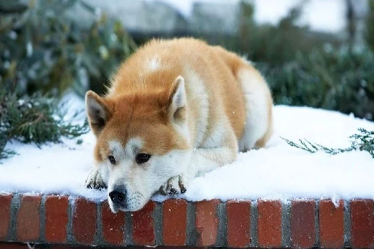 Akita Köpek Fiyatı 2023 Ne Kadar?