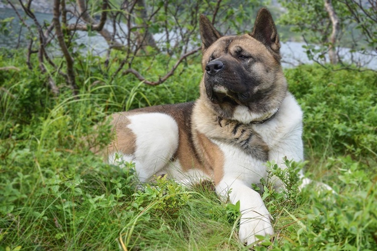 Akita Köpek Irkının Bakımı Nasıl Yapılır?