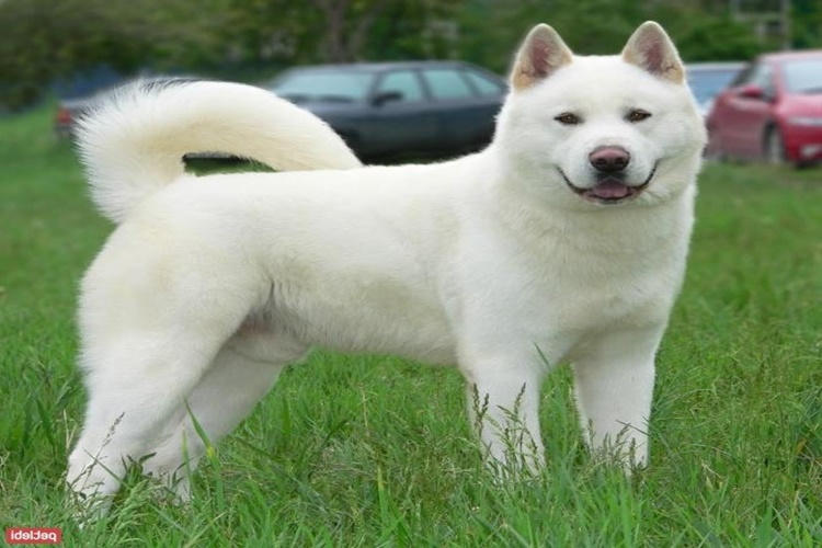 Akita Köpek İsimleri Nelerdir?