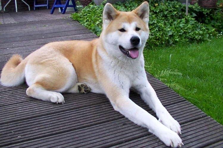 Akita Köpek Yavrusu Özellikleri Nelerdir?