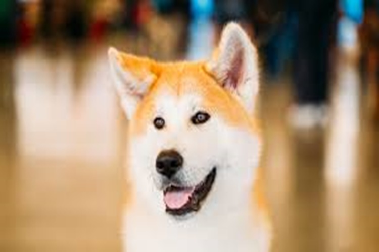 Akita Tüy Döker Mi?