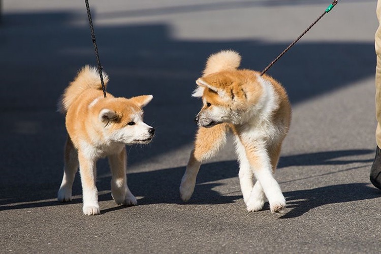 Akita Uni Köpek Irkı İsimleri Nelerdir?