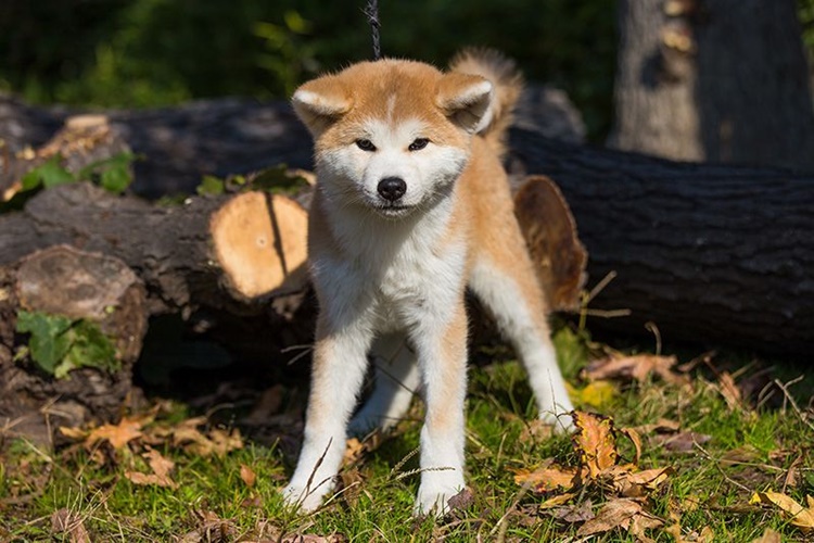 Akita Uni Köpek Irkı Üşür Mü?