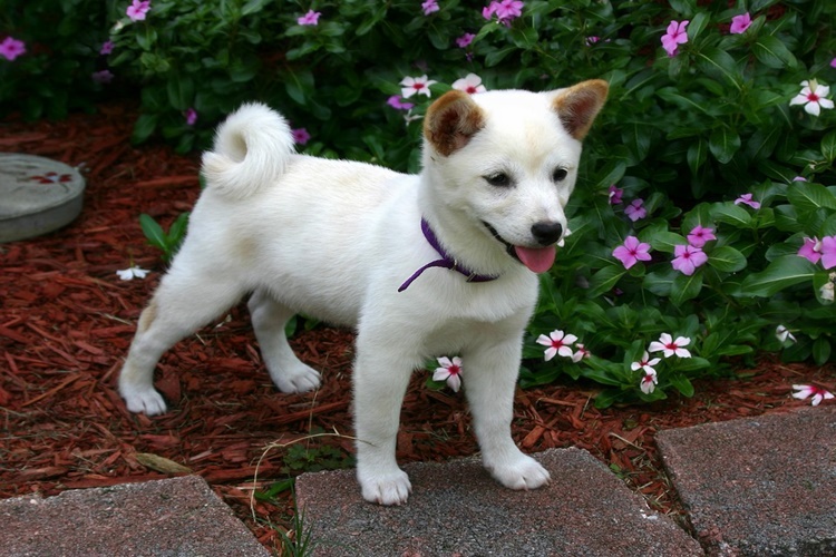 Akita Uni Köpek Irkı Zararlı Mıdır?