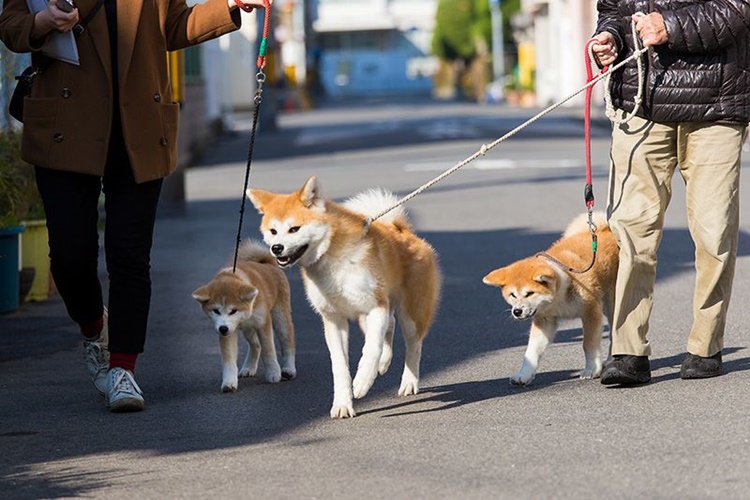 Akita Uni Köpek Irkının Ölçüleri Nelerdir?