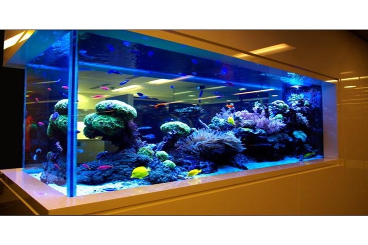 Akvaryum Nedir?