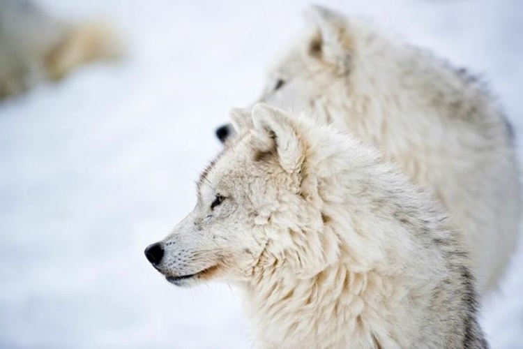 Alaska Kurdu Hakkında İlginç Bilgiler Nelerdir?
