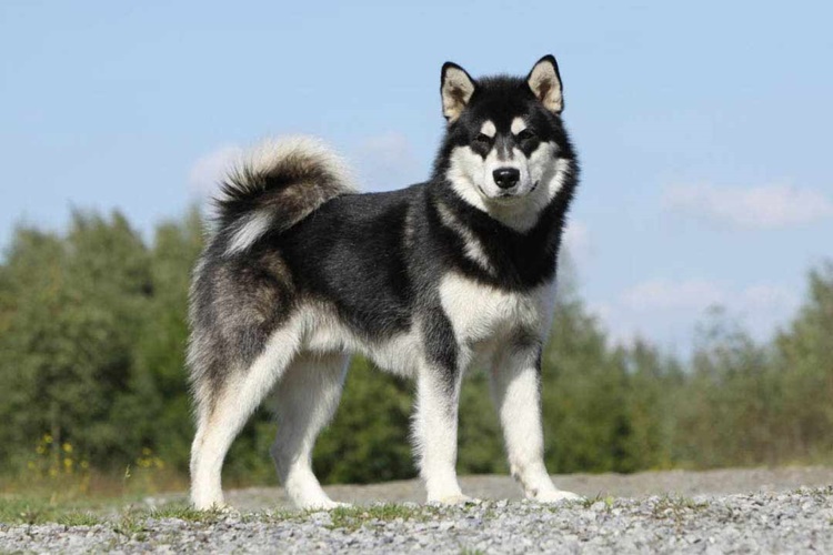 Alaska Kurdu Köpek Fiyatı 2023 Ne Kadar?