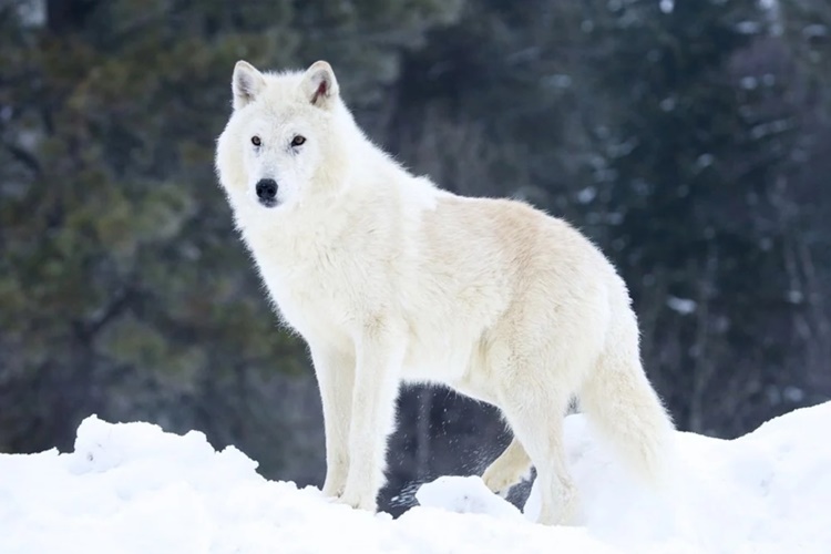 Alaska Kurdu Sahibini Korur Mu?