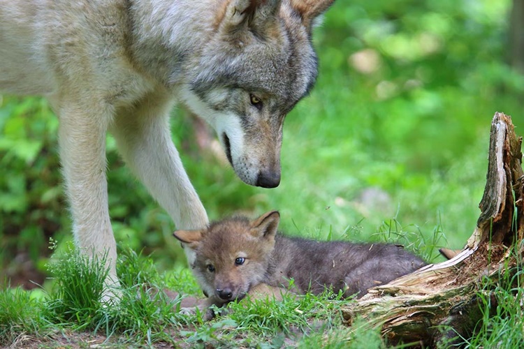 Alaska Kurdu ve Husky Arasındaki Fark Nedir?