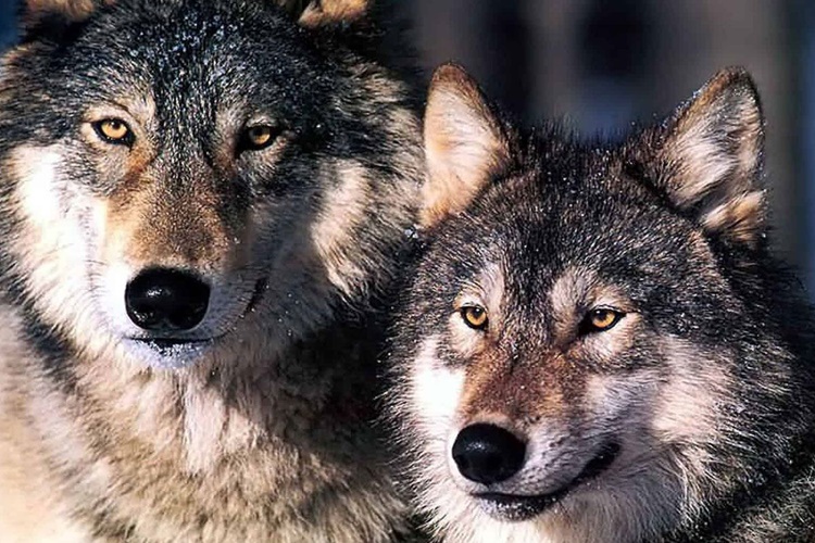 Alaska Kurdu ve Sibirya Kurdu Arasındaki Fark Nedir?