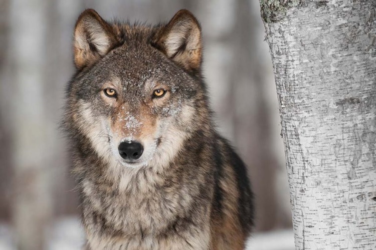 Alaska Kurdunun Özellikleri Nelerdir?