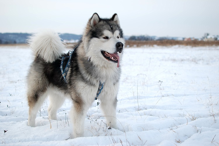Alaska Malamute Hakkında Merak Edilen Bilgiler