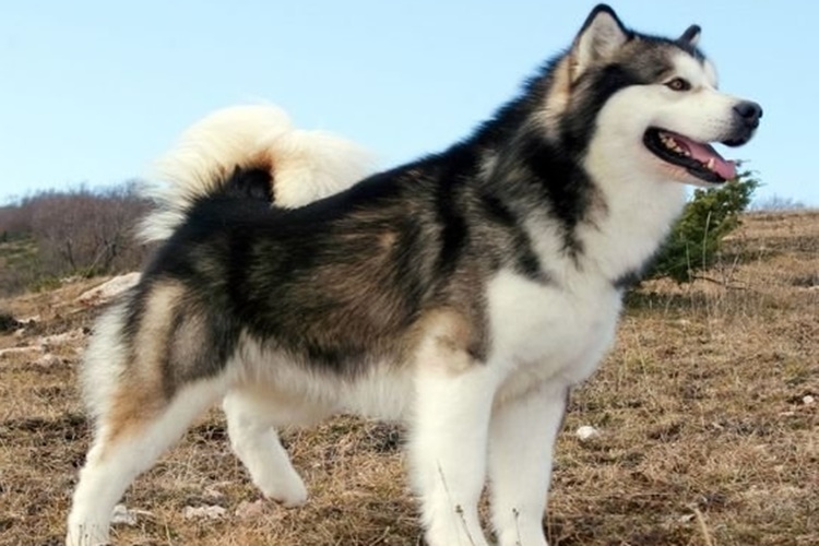 Alaska Malamute Eğitimi Nasıl Olmalıdır?