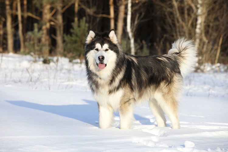 Alaska Malamute Sahiplendirme Nasıldır?