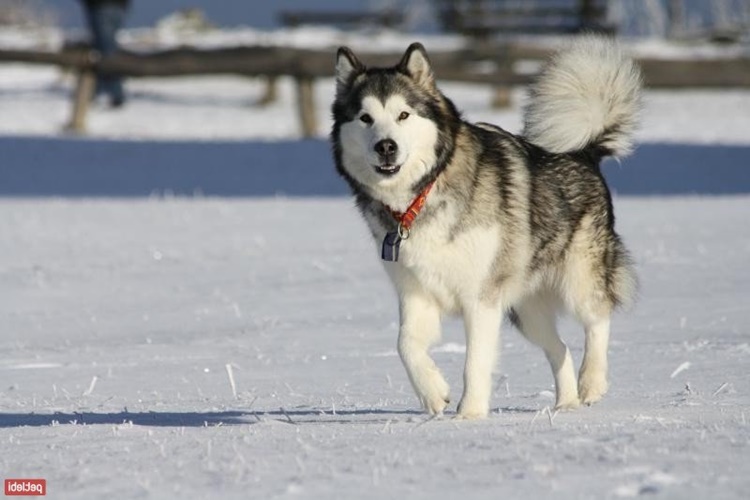 Alaska Malamute Ve Sibirya Kurdu Arasındaki Fark Nedir?