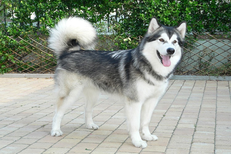 Alaska Malamute Yavrusu Özellikleri Nelerdir?