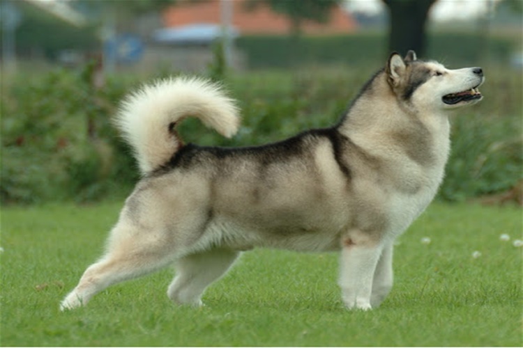 Alaskan Malamute Karakter Özellikleri Nelerdir?