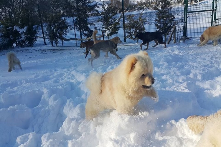 Alkol Köpeklere Zararlı Mı?
