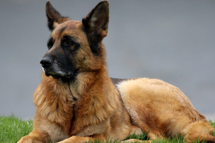 Alman Çoban Köpeği Nasıl Eğitilir?