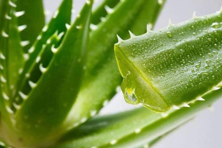 Aloe Vera Asit Mi Baz Mı?
