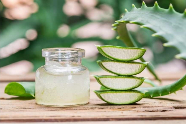 Aloe Vera Bitkisine Ne Kadar Su Verilir?