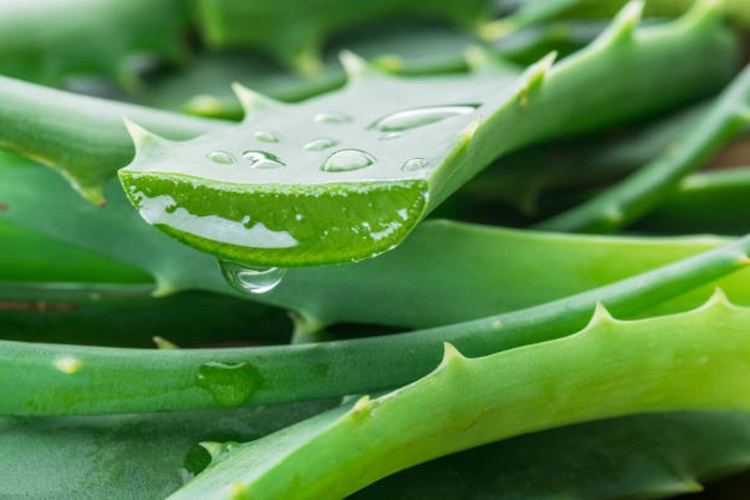 Aloe Vera Buzlukta Nasıl Saklanır?