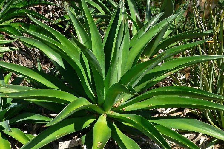 Aloe Vera Çiçeği Neden Çürür?