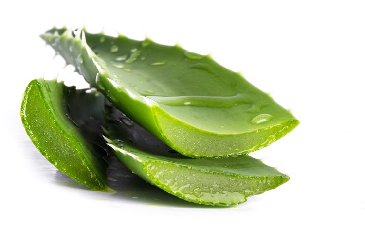 Aloe Vera Çiçeklere İyi Gelir Mi?