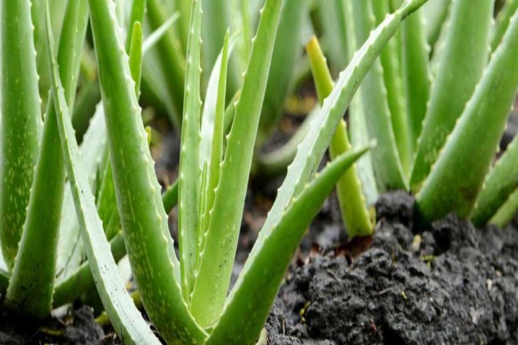 Aloe Vera Derin Dondurucuda Nasıl Saklanır?