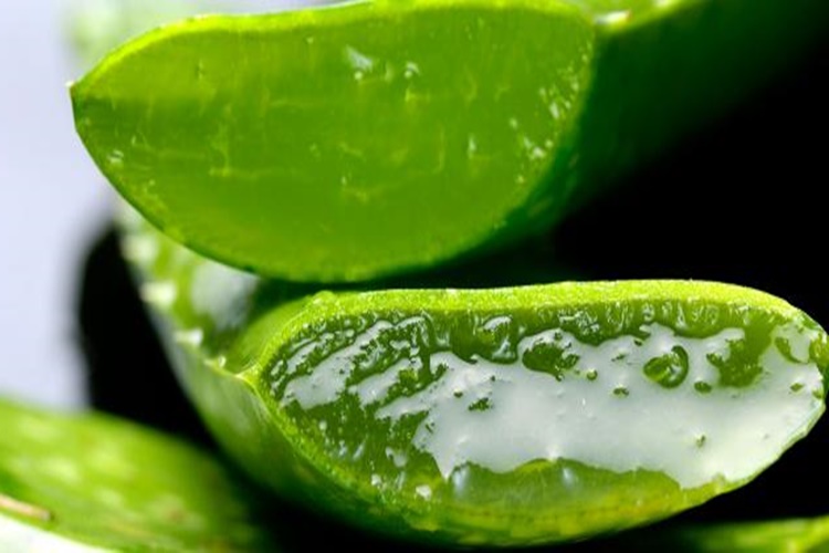 Aloe Vera Dondurulur Mu?