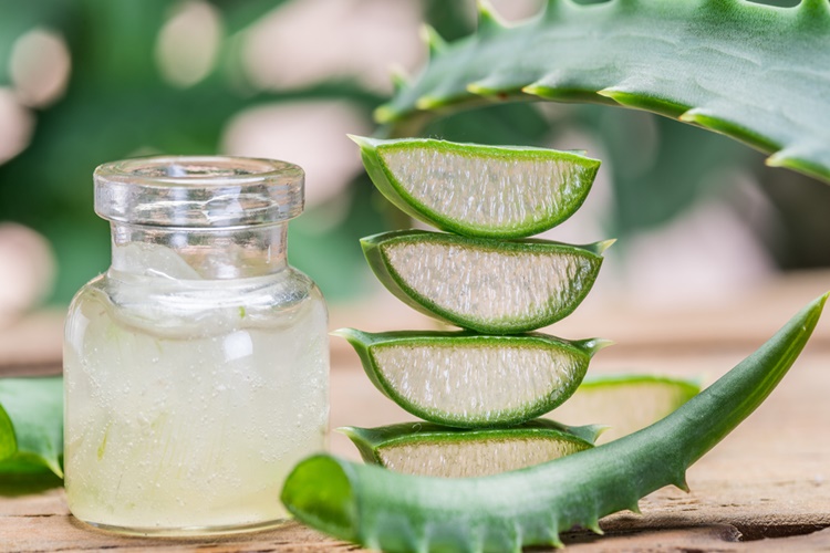 Aloe Vera Jeli Dudağa Sürülür Mü?