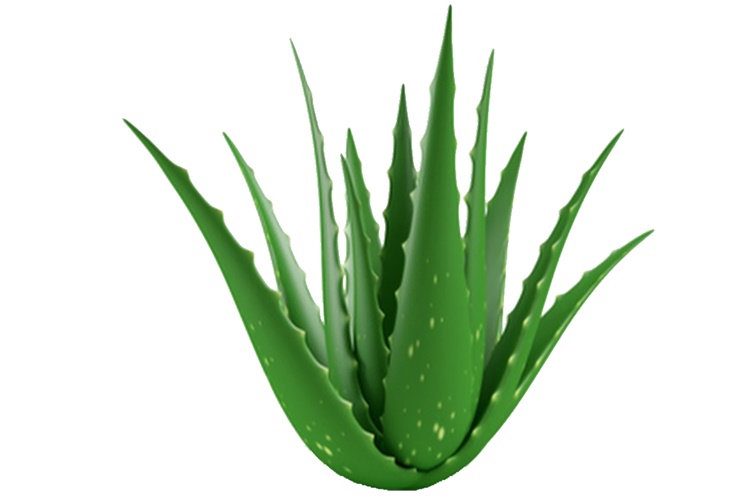  Aloe Vera Jeli Evde Nasıl Saklanır?